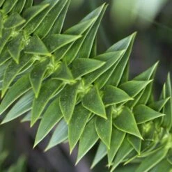 25-30cm Araucaria Araucana Monkey Puzzle Tree In A 13cm Pot StrongPlant
