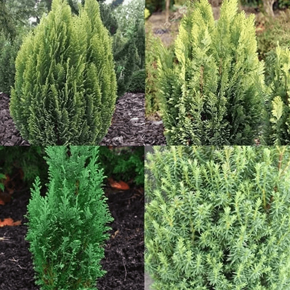 3 X Evergreen Conifer Plant Mix - Hardy Outdoor Garden Shrubs 3 X Evergreen Conifer Plant Mix - Hardy Outdoor Garden Shrubs -Garden Plant Seed Store 3 x evergreen conifer plant mix hardy outdoor garden shrubs p795 35565 image