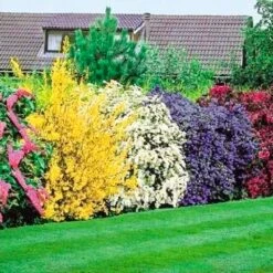 5 X Flowering Hedge Shrubs Colorful Potted Garden Plants