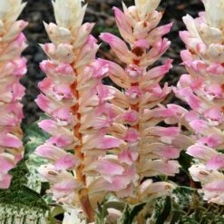 Acanthus Tasmanian Angel