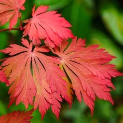 Acer Acontifolium (Various Sizes)