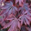 Acer Black Lace (Various Sizes)
