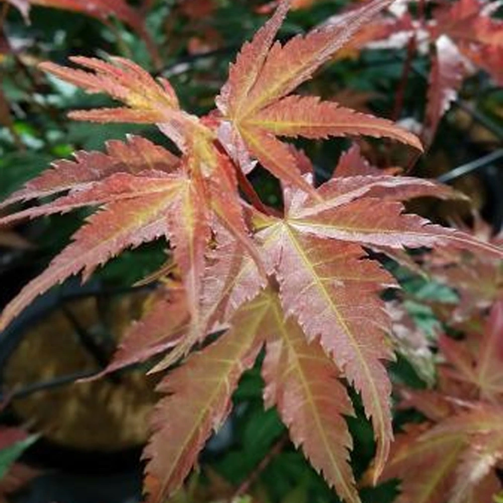 Acer Brown Sugar (Various Sizes) Acer Brown Sugar (Various Sizes) -Garden Plant Seed Store acer brown sugar various sizes p7029 49995 image