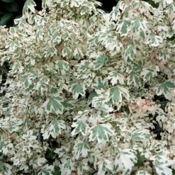 Acer Campestre Carnival Tree