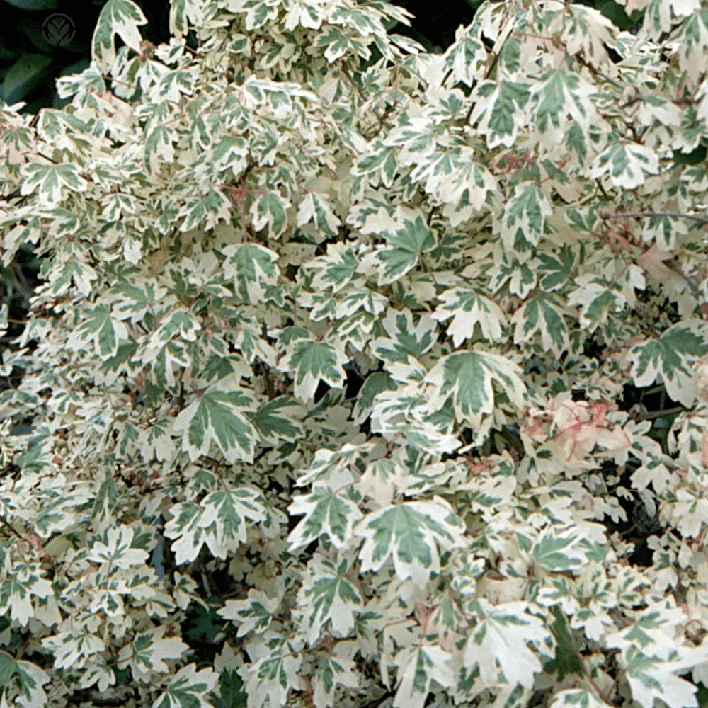 Acer campestre Carnival Tree Acer Campestre Carnival Tree -Garden Plant Seed Store acer campestre carnival tree p4185 32303 image