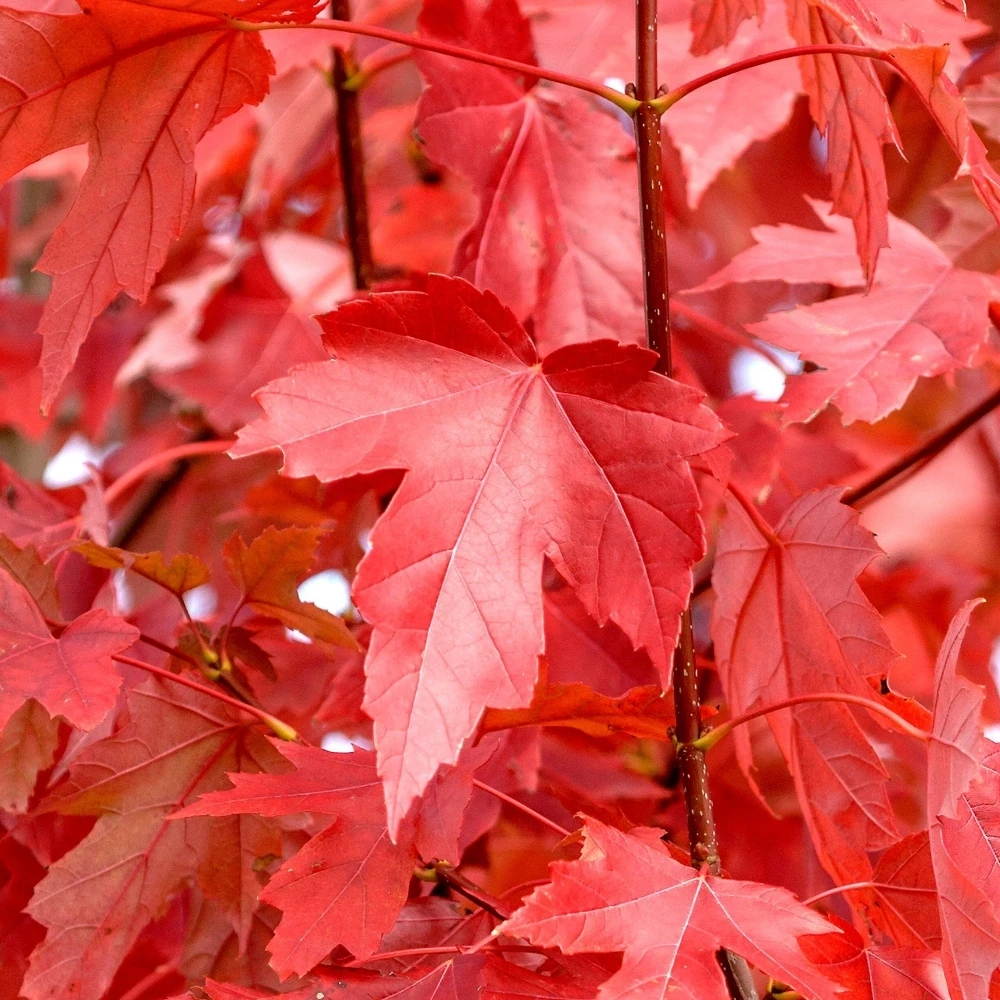 Acer freemanii Jeffersred (10L, 5-6ft) Acer Freemanii Jeffersred (10L, 5-6ft) -Garden Plant Seed Store acer freemanii jeffersred 10l 5 6ft p5153 40035 image