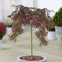 Acer Inaba Shidare Patio Tree