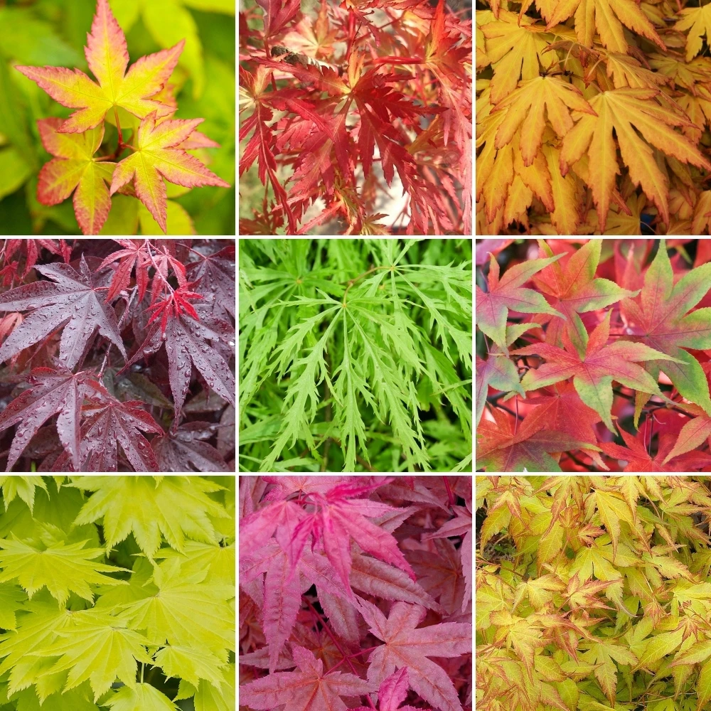 Acer Mix (9cm, Pack of 3) Acer Mix (9cm, Pack Of 3) -Garden Plant Seed Store acer mix 9cm pack of 3 p7637 54678 image