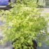 Acer Palmatum Anne Irene (Various Sizes)