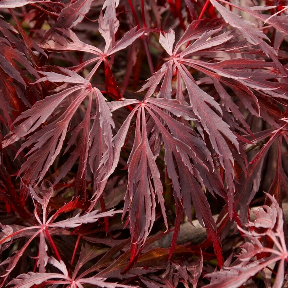 Acer palmatum Crimson Queen (Various Sizes) Acer Palmatum Crimson Queen (Various Sizes) -Garden Plant Seed Store acer palmatum crimson queen various sizes p7024 49972 image