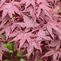 Acer Palmatum Hime-Shojo