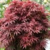 Acer Palmatum Rhode Island Red (Various Sizes)