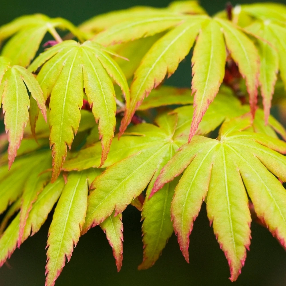 Acer palmatum Sango-Kaku Acer Palmatum Sango-Kaku -Garden Plant Seed Store acer palmatum sango kaku p4729 37494 image