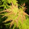 Acer Palmatum Seiryu
