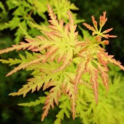 Acer Palmatum Seiryu