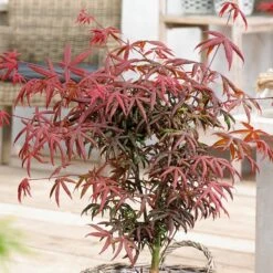 Acer Palmatum Starfish (Various Sizes)