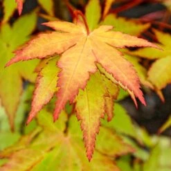 Acer Palmatum Summer Gold (Various Sizes)