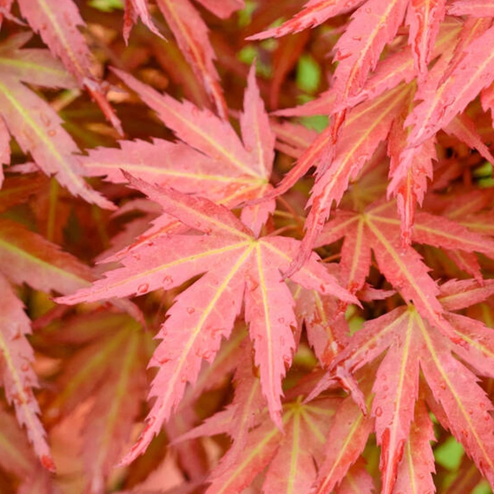Acer palmatum Wilsons Pink Dwarf (Various Sizes) Acer Palmatum Wilsons Pink Dwarf (Various Sizes) -Garden Plant Seed Store acer palmatum wilsons pink dwarf various sizes p7022 49964 image