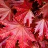 Acer Platanoides Crimson Sentry Tree