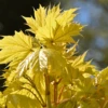 Acer Platanoides Princeton Gold Tree