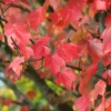 Acer Rubrum Red Sunset Tree