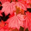 Acer Vitifolium (Various Sizes)