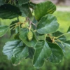 Alnus Glutinosa Imperialis Tree