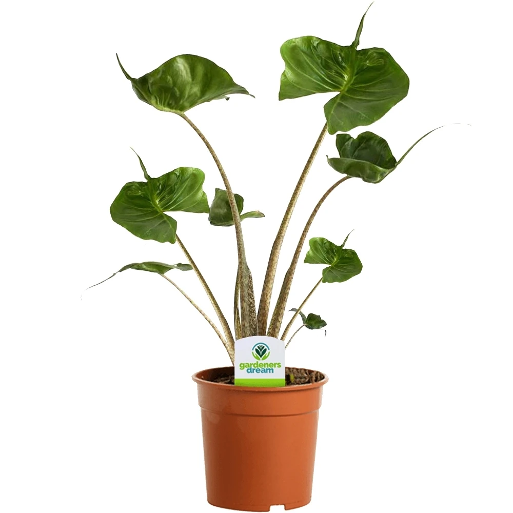 Alocasia Stingray Alocasia Stingray -Garden Plant Seed Store alocasia stingray p5884 44422 image