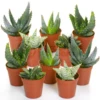 Aloe Vera Mix (10 Plants)