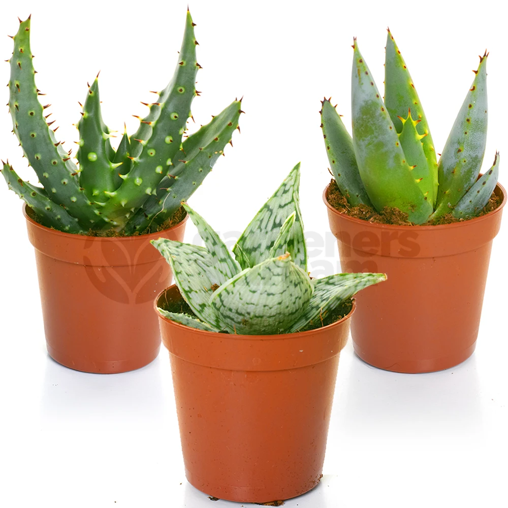 Aloe Vera Mix (3 Plants) Aloe Vera Mix (3 Plants) -Garden Plant Seed Store aloe vera mix 3 plants p1482 11096 image