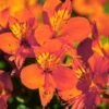 Alstroemeria Colorita Amina