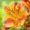 Alstroemeria Colorita Diana