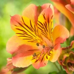 Alstroemeria Colorita Diana