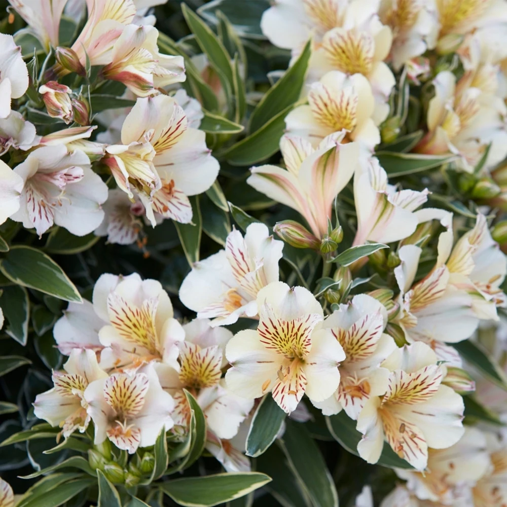 Alstroemeria Colorita Fabiana Alstroemeria Colorita Fabiana -Garden Plant Seed Store alstroemeria colorita fabiana p5482 41987 image