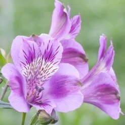Alstroemeria Colorita Mulan