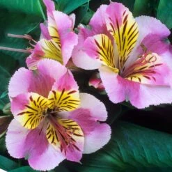 Alstroemeria Colorita Paola