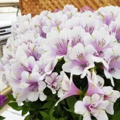 Alstroemeria Inticancha Moon