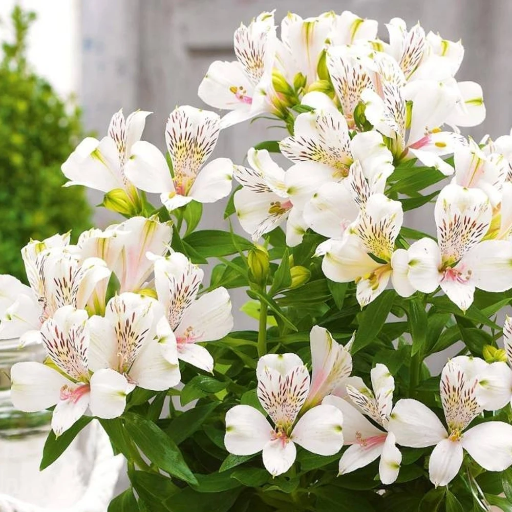 Alstroemeria Inticancha White Magic Alstroemeria Inticancha White Magic -Garden Plant Seed Store alstroemeria inticancha white magic p6385 47148 image