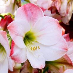 Amaryllis Apple Blossom (Pack Of 1)