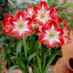 Amaryllis Minerva (Pack Of 1)