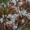 Amelanchier Lamarckii Tree