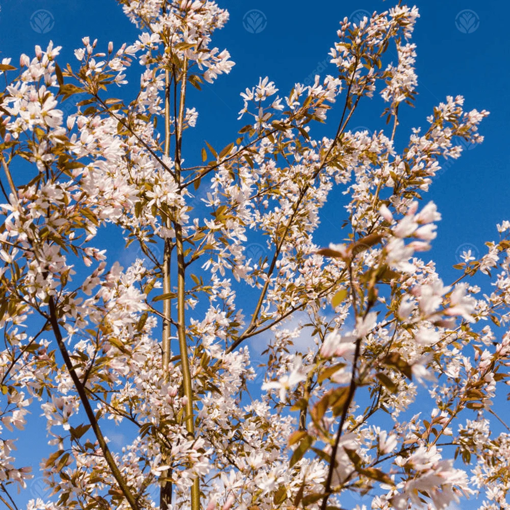 Amelanchier Robin Hill Tree Amelanchier Robin Hill Tree -Garden Plant Seed Store amelanchier robin hill tree p4194 32357 image