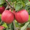 Apple Braeburn Tree