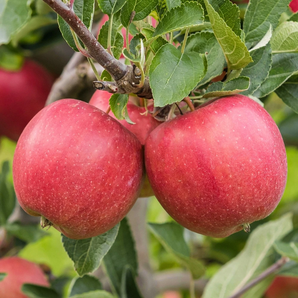Apple Braeburn Tree Apple Braeburn Tree -Garden Plant Seed Store apple braeburn tree p7216 51776 image
