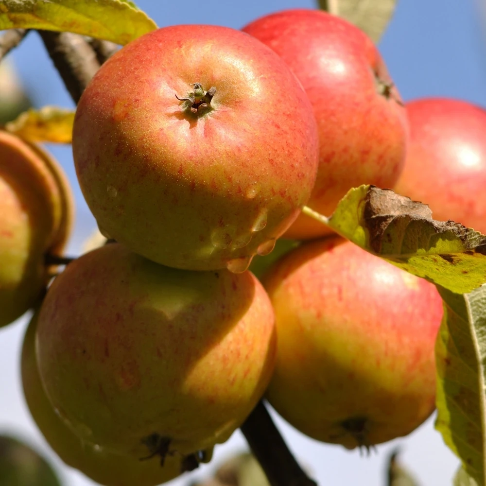 Apple Cox Orange Pippen Tree Apple Cox Orange Pippen Tree -Garden Plant Seed Store apple cox orange pippen tree p7675 54721 image