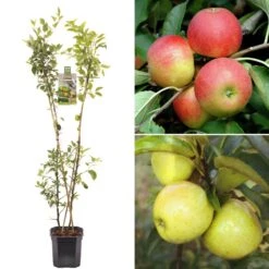 Apple Duo Tree
