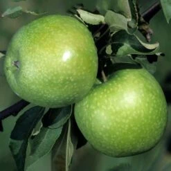 Apple Granny Smith Tree