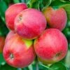 Apple Jonagold Tree