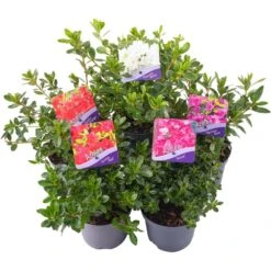 Azalea Collection (5 Pack)