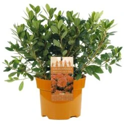 Azalea Japonica Orange (2L)